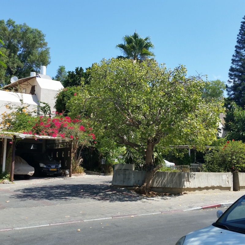 A house for sale in Ramat Aviv Gimel, TelAviv Luxury real estate